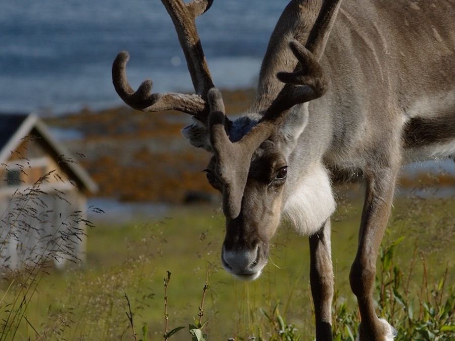 Reindeer North Cape Nordkapp Norway