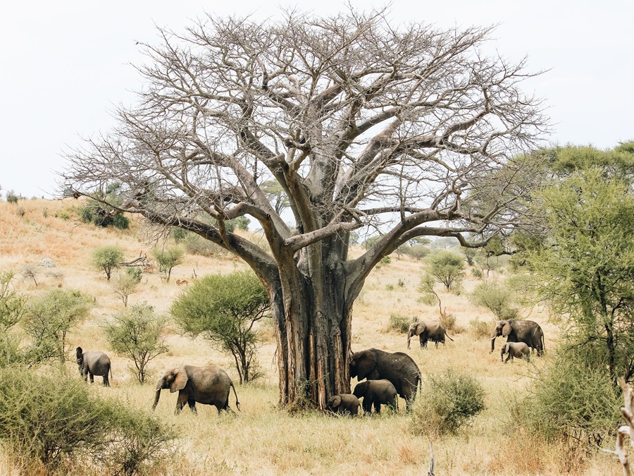 Big Five African Elephant