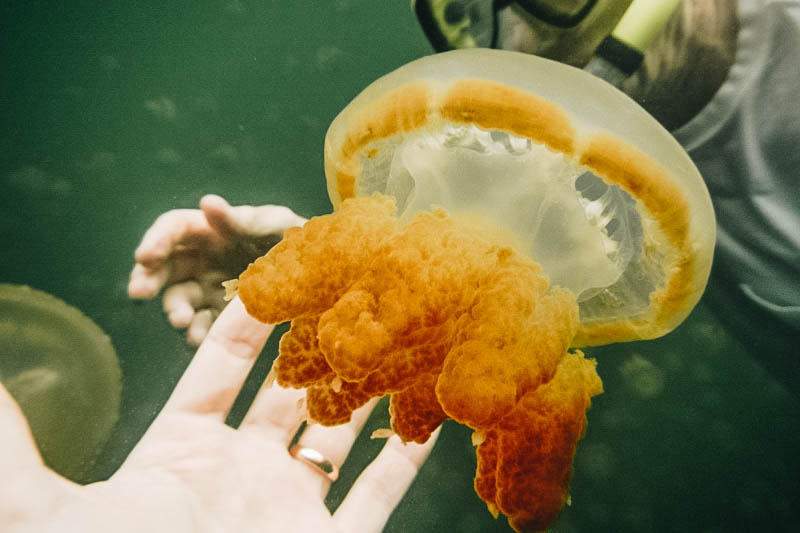 Freshwater Jellyfish in Jellyfish Lake