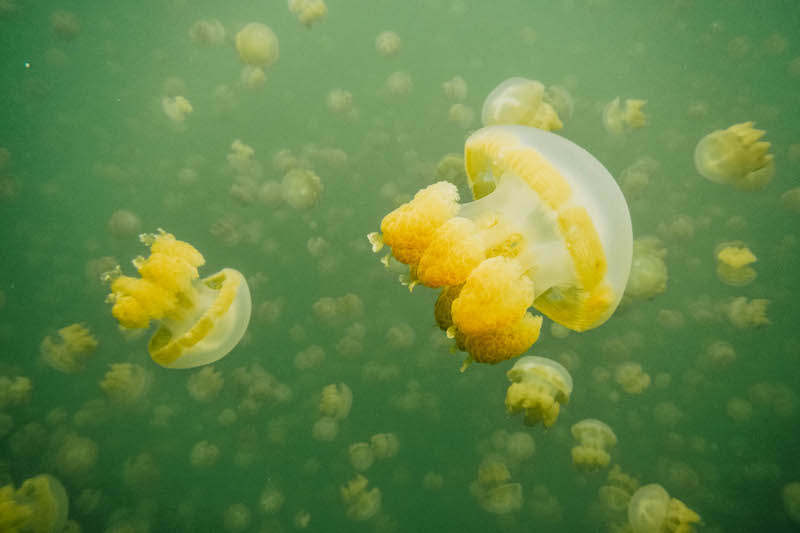 Freshwater Jellyfish in Jellyfish Lake