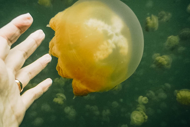 Freshwater Jellyfish in Jellyfish Lake