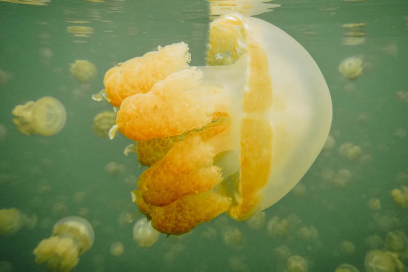 Freshwater Jellyfish in Jellyfish Lake