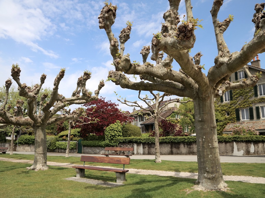 Hermance Geneva Switzerland Tree