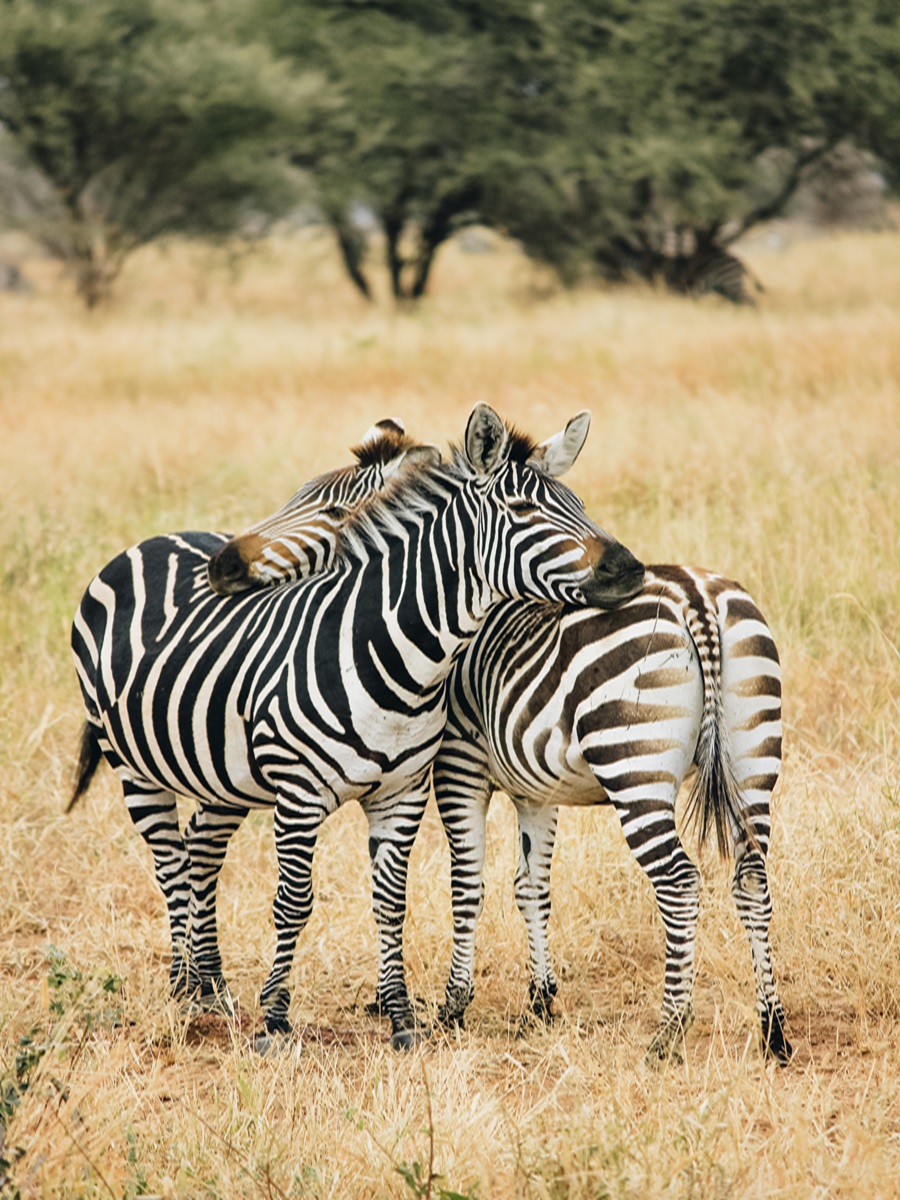 Huggin Zebras