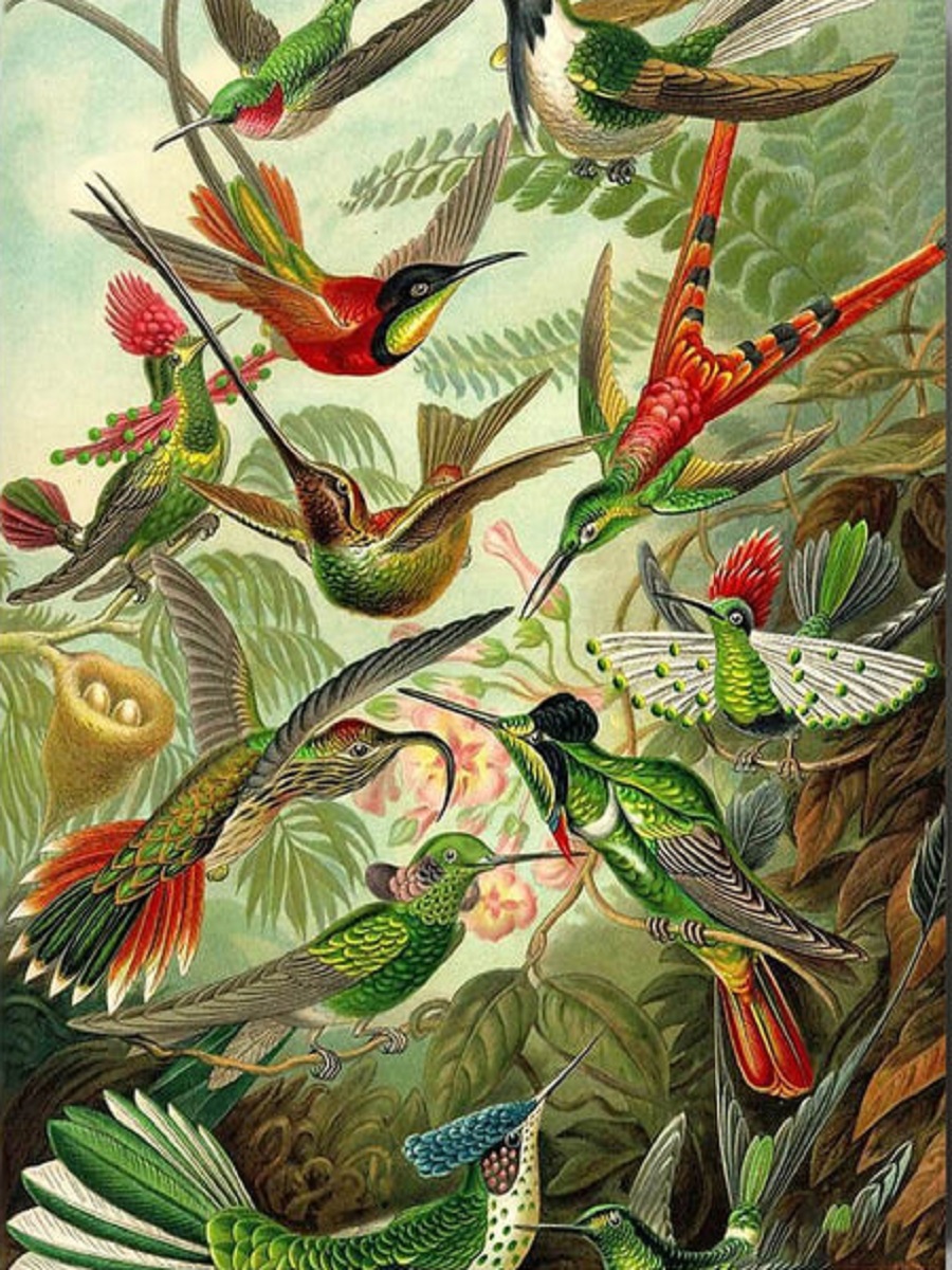 Hummingbirds