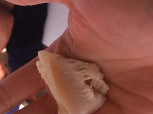 fresh conch