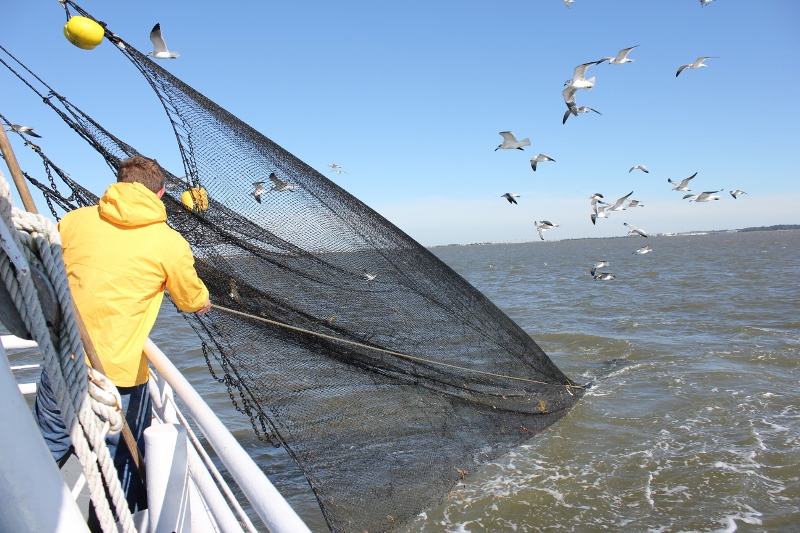 Pulling in the Shrimping Net