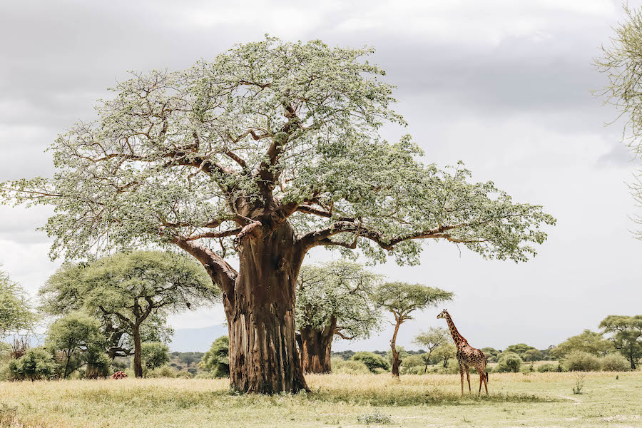 giraffe on safari in tanzania