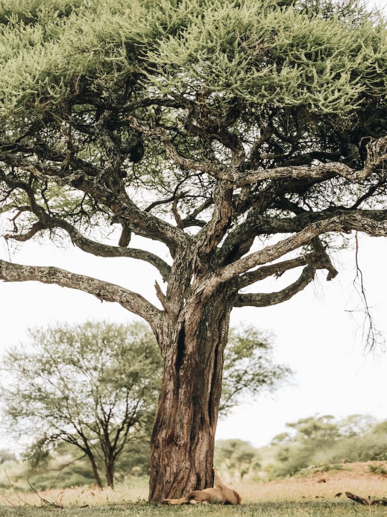 Tarangire National Park in Tanzania