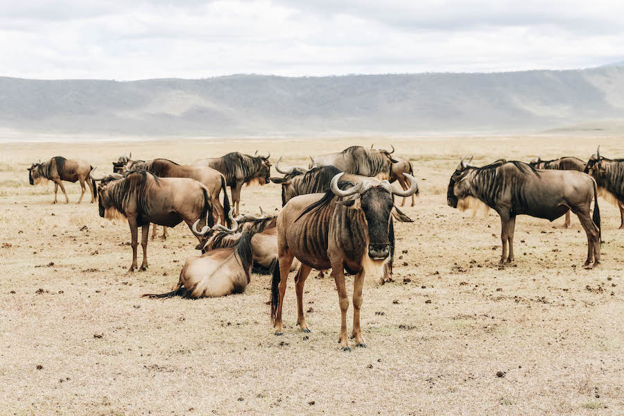 Wildebeest on Safari