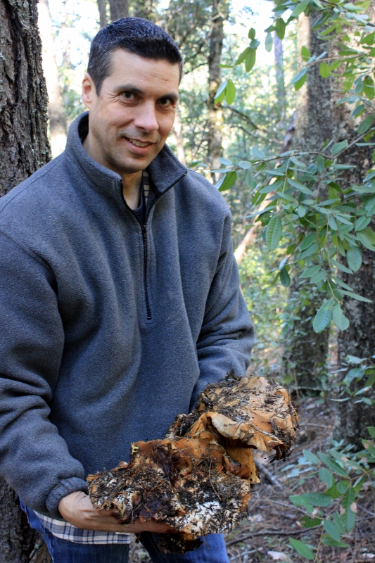 largest wild mushroom