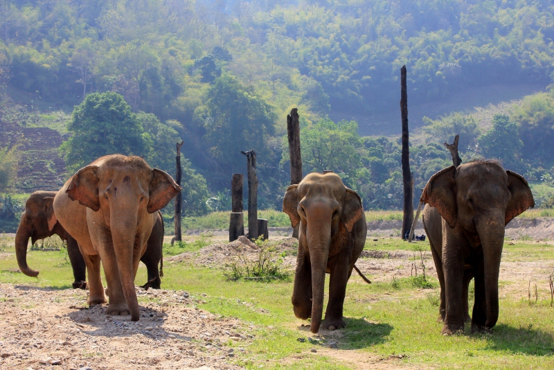 Elephants in Thailand