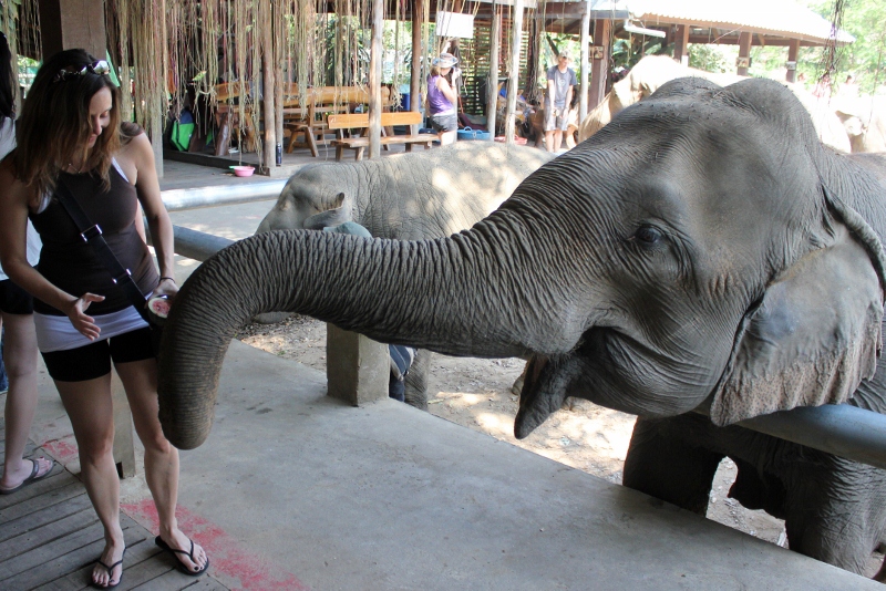 Annette feeding an elephant