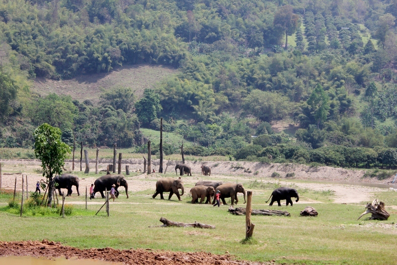 Elephants in Thailand at Elephant Nature Park