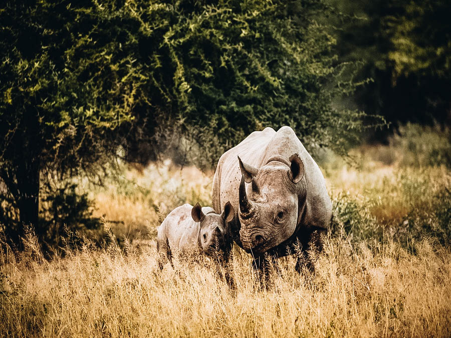 Rhinos in the middle of Safari