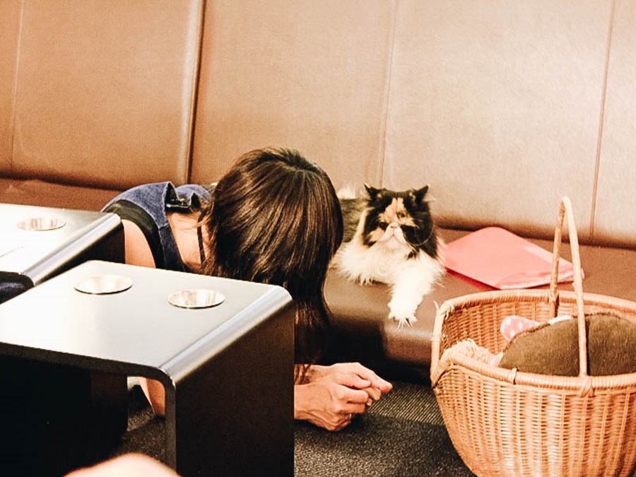 Tokyo Japan Cat Cafe