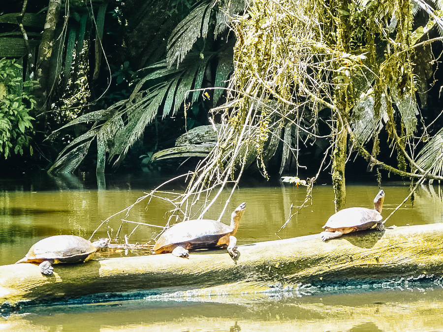 Tortuguero National Park, Limon Province