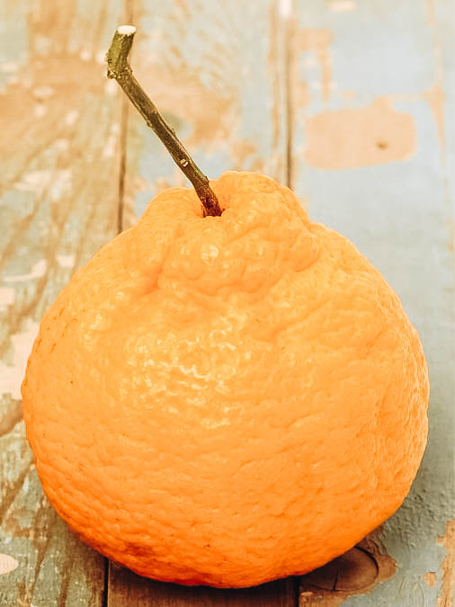 An Ugli Fruit on a table