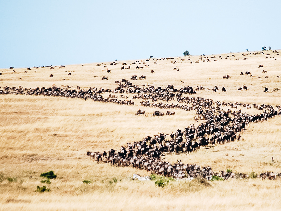 Watch the Great Migration 